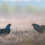 Two black grouse in a field exhibiting mating display during springtime in the wild.