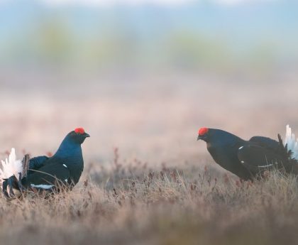 Two black grouse in a field exhibiting mating display during springtime in the wild.