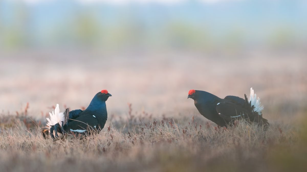 Two black grouse in a field exhibiting mating display during springtime in the wild.